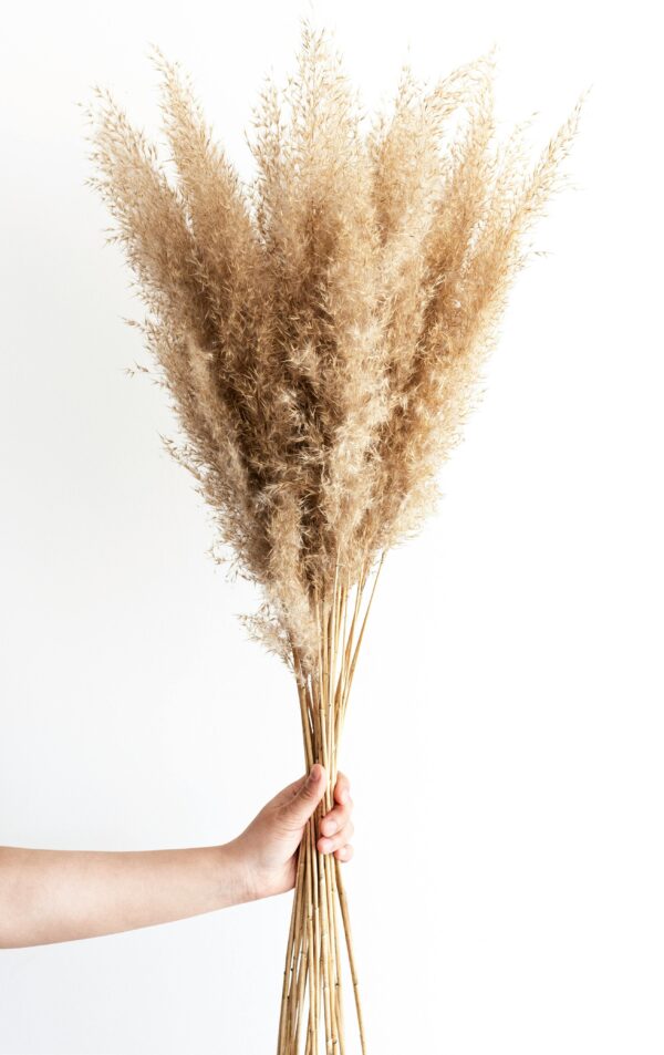 bouquet de pampas