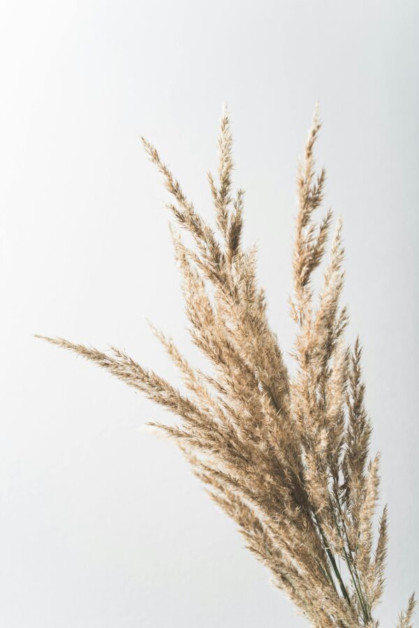 bouquet de pampas